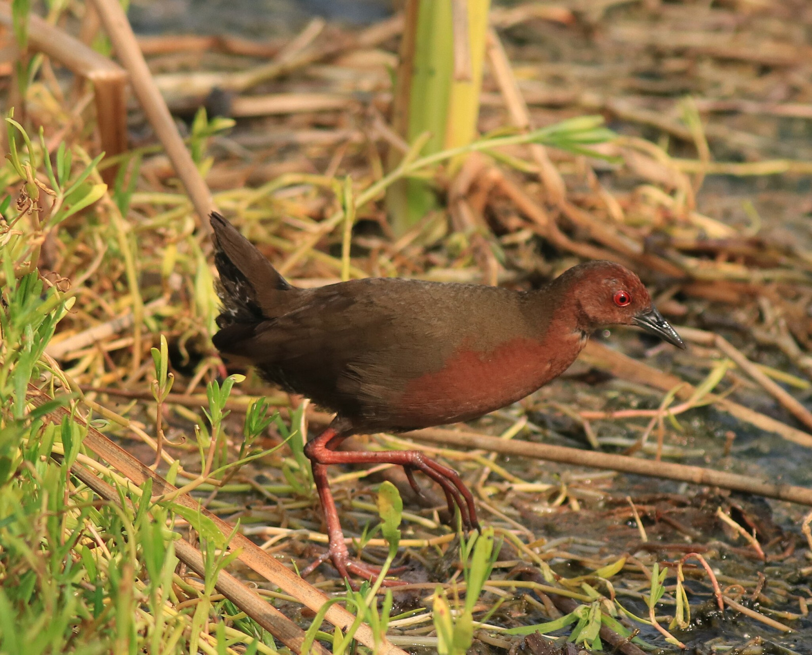 image Ruddy-breasted Crake